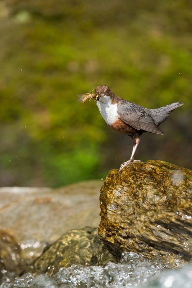 Merlo acquaiolo - White throated dipper (Cinclus cinclus)