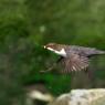 Merlo acquaiolo - White throated dipper (Cinclus cinclus)