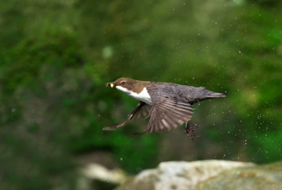 Merlo acquaiolo - White throated dipper (Cinclus cinclus)