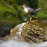 Merlo acquaiolo - White throated dipper (Cinclus cinclus)