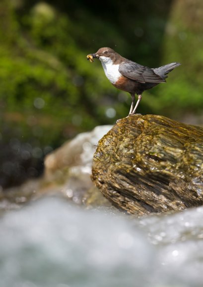 Merlo acquaiolo - White throated dipper (Cinclus cinclus)