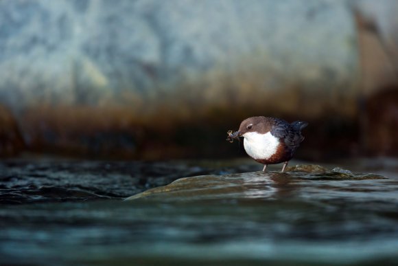 Merlo acquaiolo - White throated dipper (Cinclus cinclus)