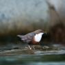 Merlo acquaiolo - White throated dipper (Cinclus cinclus)