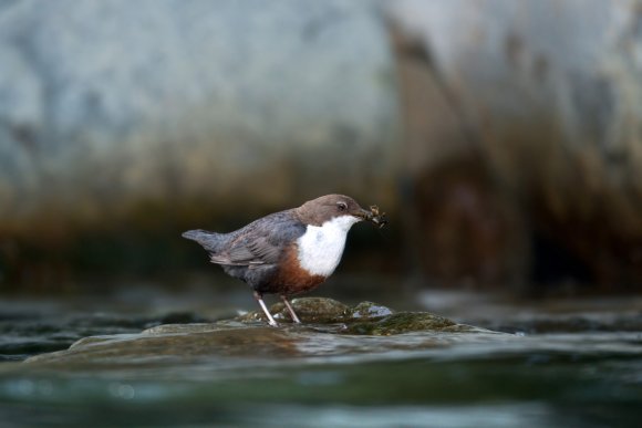 Merlo acquaiolo - White throated dipper (Cinclus cinclus)