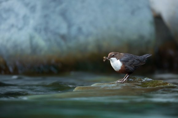 Merlo acquaiolo - White throated dipper (Cinclus cinclus)