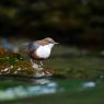 Merlo acquaiolo - White throated dipper (Cinclus cinclus)