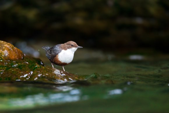 Merlo acquaiolo - White throated dipper (Cinclus cinclus)