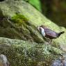 Merlo acquaiolo - White throated dipper (Cinclus cinclus)