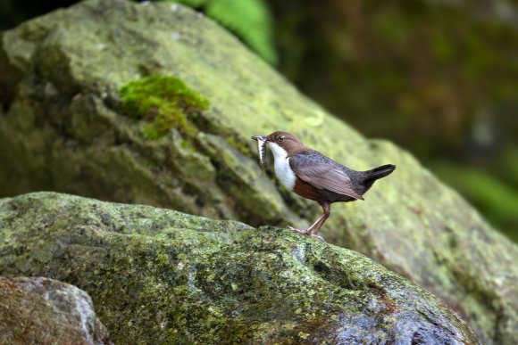 Merlo acquaiolo - White throated dipper (Cinclus cinclus)