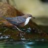 Merlo acquaiolo - White throated dipper (Cinclus cinclus)