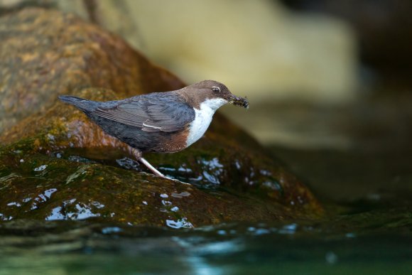 Merlo acquaiolo - White throated dipper (Cinclus cinclus)