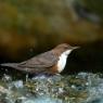 Merlo acquaiolo - White throated dipper (Cinclus cinclus)