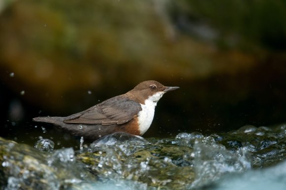 Merlo acquaiolo - White throated dipper (Cinclus cinclus)