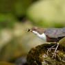 Merlo acquaiolo - White throated dipper (Cinclus cinclus)