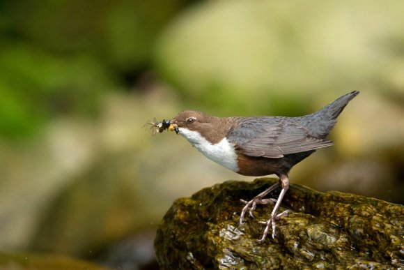 Merlo acquaiolo - White throated dipper (Cinclus cinclus)