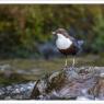 Merlo acquaiolo - White throated dipper (Cinclus cinclus)