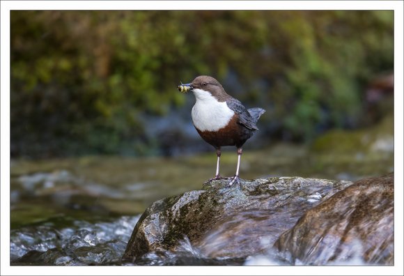 Merlo acquaiolo - White throated dipper (Cinclus cinclus)