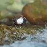 Merlo acquaiolo - White throated dipper (Cinclus cinclus)