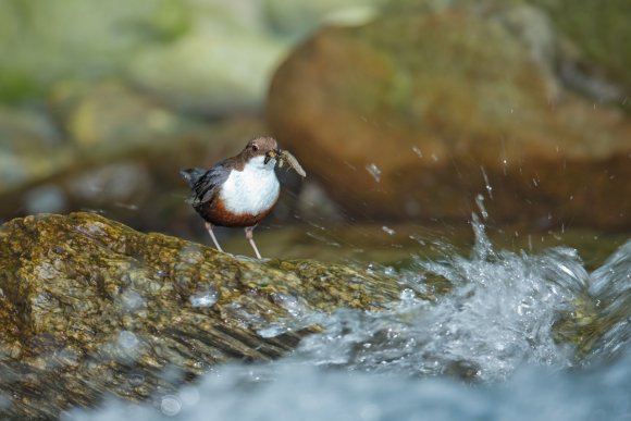 Merlo acquaiolo - White throated dipper (Cinclus cinclus)