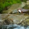 Merlo acquaiolo - White throated dipper (Cinclus cinclus)