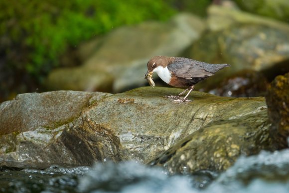 Merlo acquaiolo - White throated dipper (Cinclus cinclus)