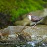 Merlo acquaiolo - White throated dipper (Cinclus cinclus)