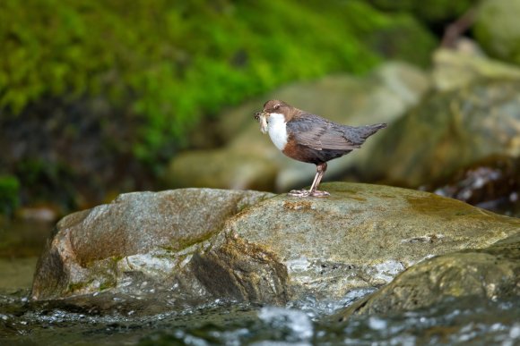 Merlo acquaiolo - White throated dipper (Cinclus cinclus)