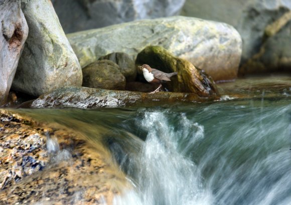 Merlo acquaiolo - White throated dipper (Cinclus cinclus)