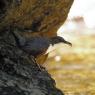 Merlo acquaiolo - White throated dipper (Cinclus cinclus)