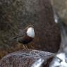 Merlo acquaiolo - White throated dipper (Cinclus cinclus)