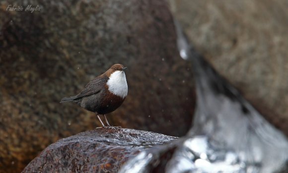 Merlo acquaiolo - White throated dipper (Cinclus cinclus)