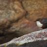 Merlo acquaiolo - White throated dipper (Cinclus cinclus)