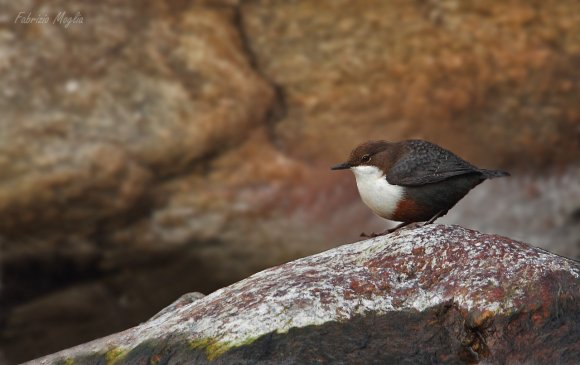 Merlo acquaiolo - White throated dipper (Cinclus cinclus)