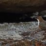 Merlo acquaiolo - White throated dipper (Cinclus cinclus)