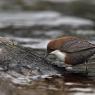 Merlo acquaiolo - White throated dipper (Cinclus cinclus)