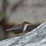 Merlo acquaiolo - White throated dipper (Cinclus cinclus)