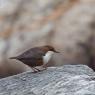 Merlo acquaiolo - White throated dipper (Cinclus cinclus)