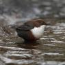 Merlo acquaiolo - White throated dipper (Cinclus cinclus)