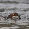 Merlo acquaiolo - White throated dipper (Cinclus cinclus)