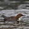 Merlo acquaiolo - White throated dipper (Cinclus cinclus)