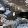 Merlo acquaiolo - White throated dipper (Cinclus cinclus)