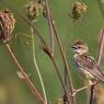 Beccamoschino - Streaked fantail warbler (Cisticola juncidis)