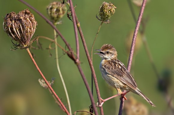 Beccamoschino - Streaked fantail warbler (Cisticola juncidis)