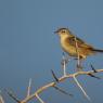 Beccamoschino - Streaked fantail warbler (Cisticola juncidis)