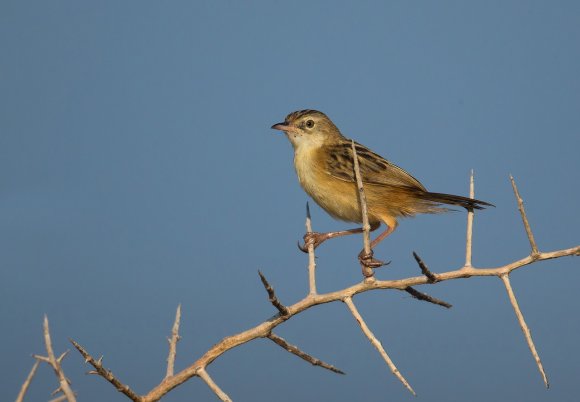 Beccamoschino - Streaked fantail warbler (Cisticola juncidis)