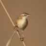 Beccamoschino - Streaked fantail warbler (Cisticola juncidis)