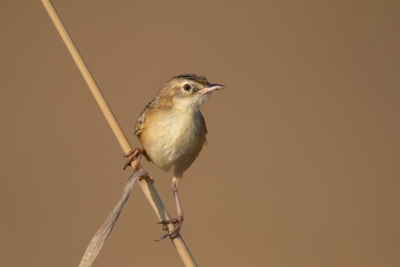 Beccamoschino - Streaked fantail warbler (Cisticola juncidis)