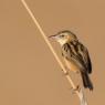 Beccamoschino - Streaked fantail warbler (Cisticola juncidis)