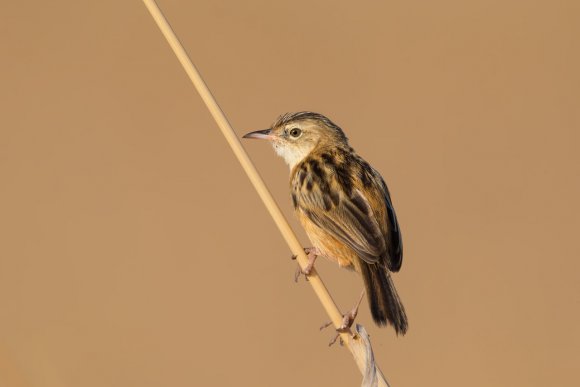 Beccamoschino - Streaked fantail warbler (Cisticola juncidis)