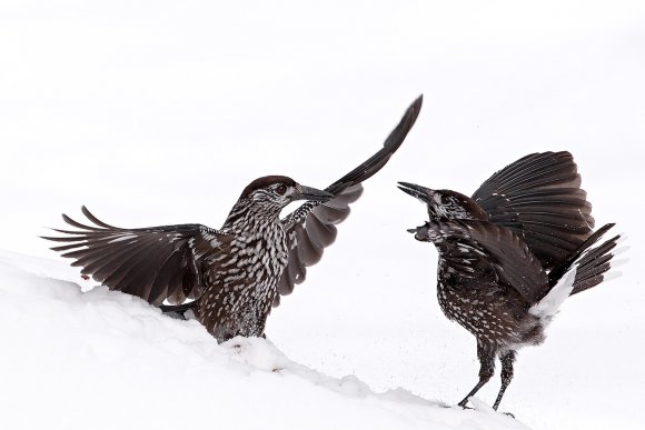 Nocciolaia - Eurasian nutcracker (Nucifraga caryocatactes)